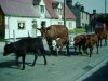 Horningsea_oldStyleTrafficCalming